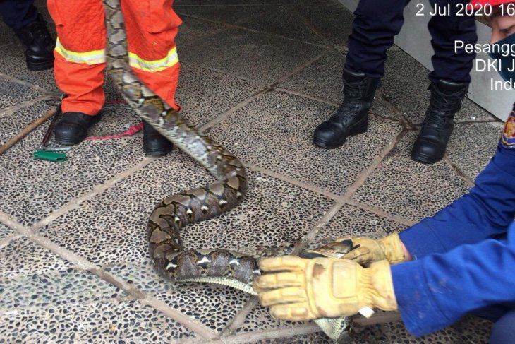 Damkar Jaksel evakuasi ular sanca di saluran pembuangan cucian piring dapur warga