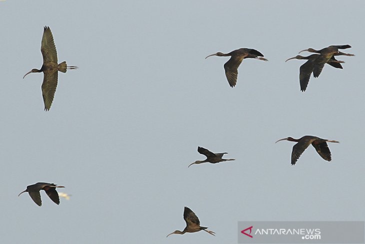 Ekowisata untuk konservasi burung air 