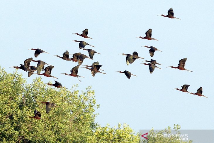 Ekowisata untuk konservasi burung air 