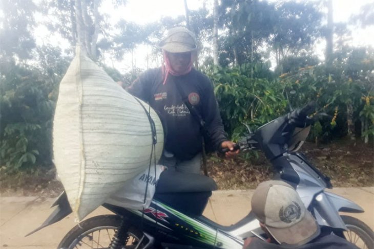 Petani Kopi Lampung sedang mengangkut hasil panen