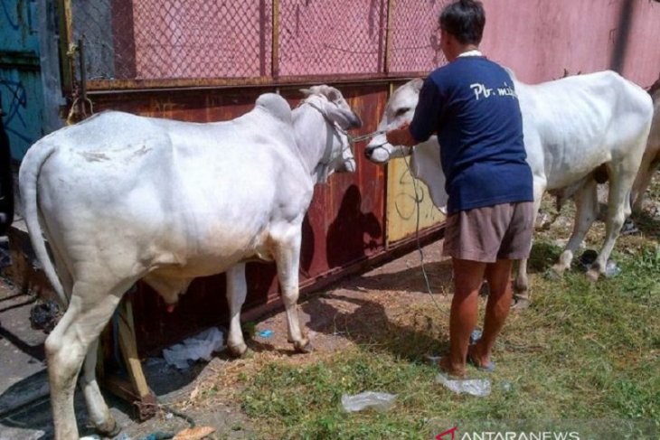 Pemkot Singkawang sosialisasi penyembelihan hewan kurban melalui medsos