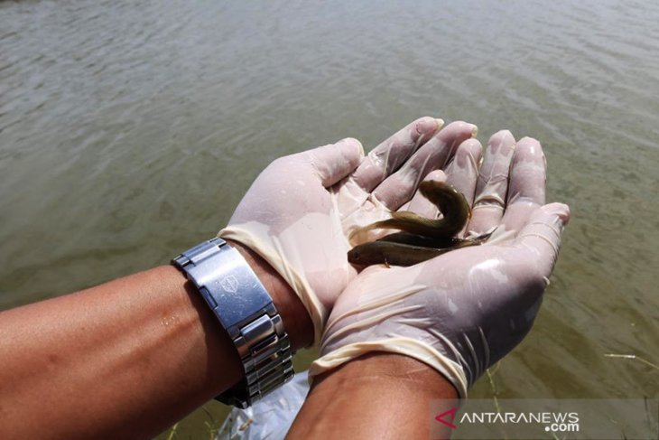 Sekjen KKP lepasliarkan ratusan ekor barang-bukti ikan endemik Kalbar di Sungai Kapuas