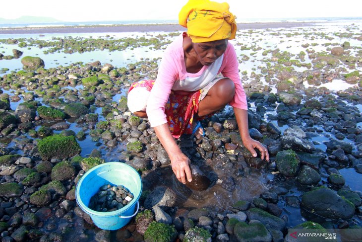 Pencari kerang di pantai cacalan