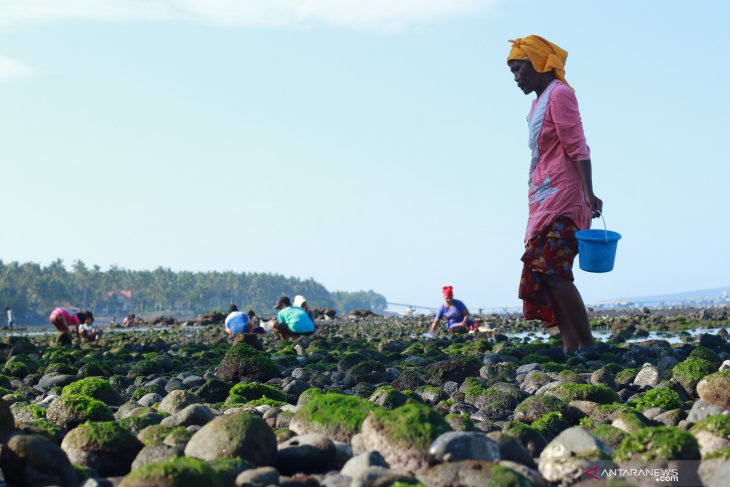 Pencari kerang di pantai cacalan