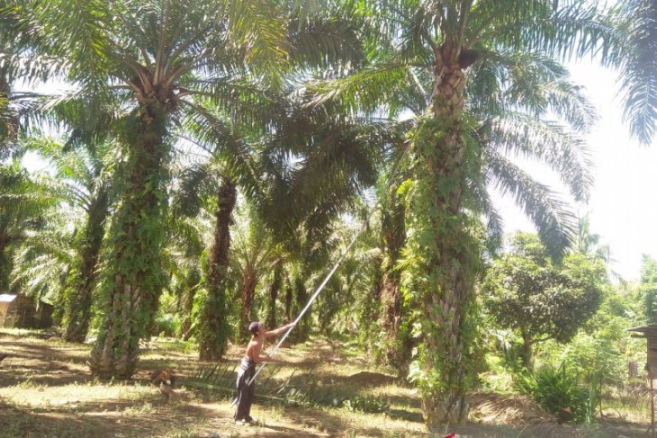 Mukomuko tentukan koordinat lahan penerima peremajaan sawit