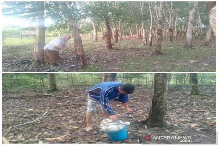 Mahasiswa Polbangtan Medan sadap dan panen karet warga Banyuasin