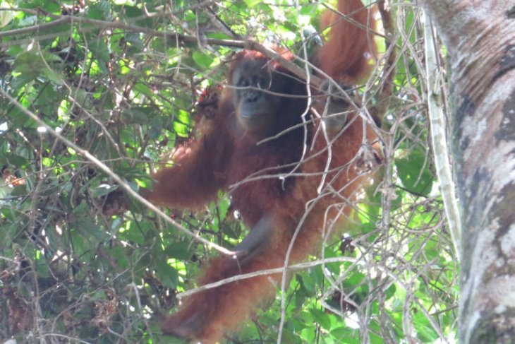 BBKSDA Sumut lepasliarkan orangutan