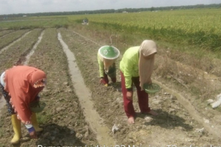 Petani kedelai Kabupaten Tanjung Jabung Barat lakukan penanaman