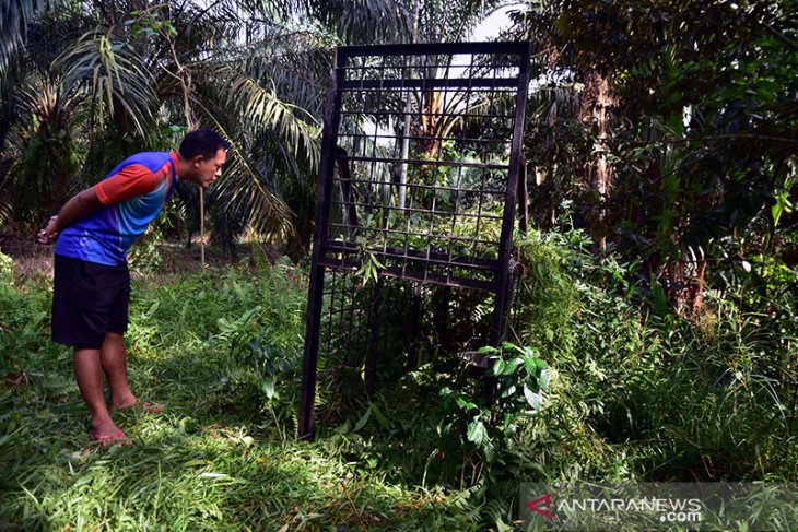Dua beruang madu masuk ke perkampungan