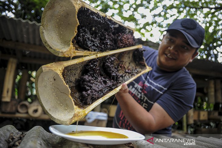 Panen madu di Maribaya Lembang 