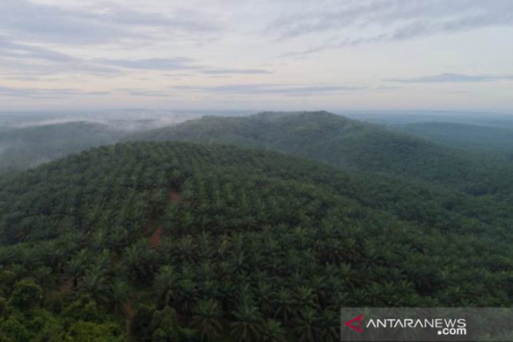 PT Subur Agro Makmur gunakan teknologi drone, antisipasi karhutla di masa pandemi