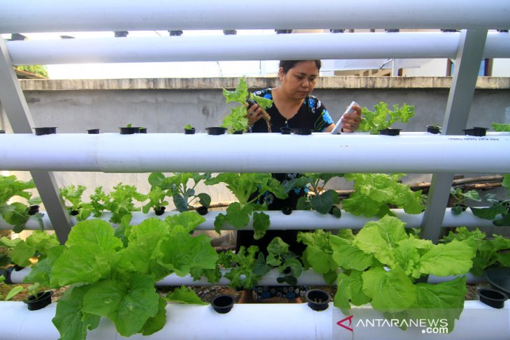 Budidaya Sayuran Hidroponik di Perkarangan Rumah