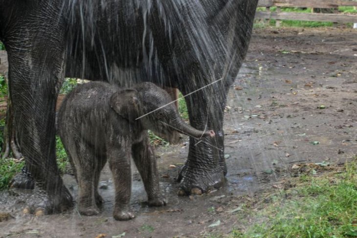 KELAHIRAN ANAK GAJAH SUMATERA