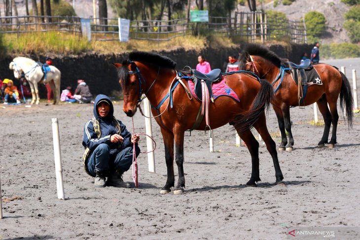 Jasa penyewaan kuda di Bromo