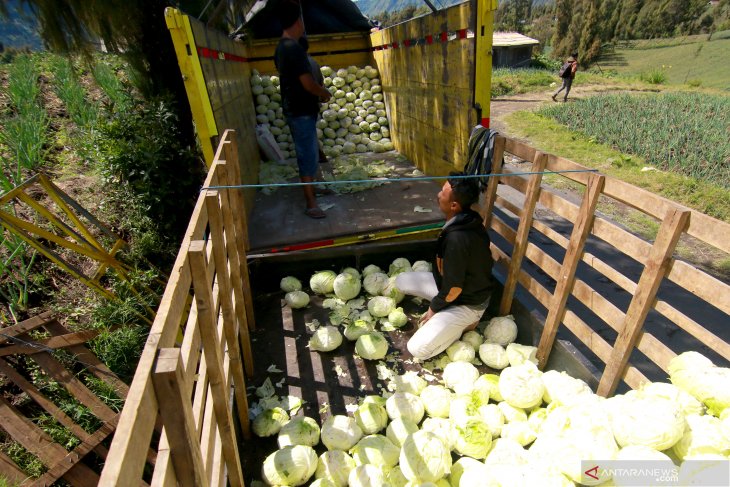 Panen kubis petani tengger