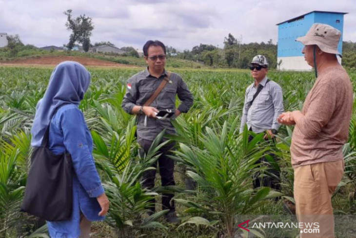 Realisasi peremajaan sawit di Kalbar capai 2.500 hektare