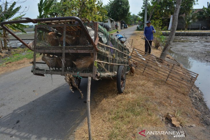 Menggembala bebek tekan biaya pakan