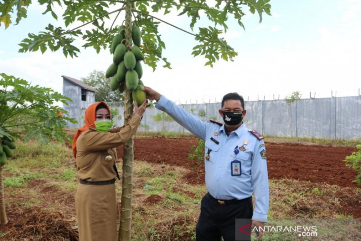 Bunda Nunung sumringah diajak panen di kebun Lapas Pelaihari