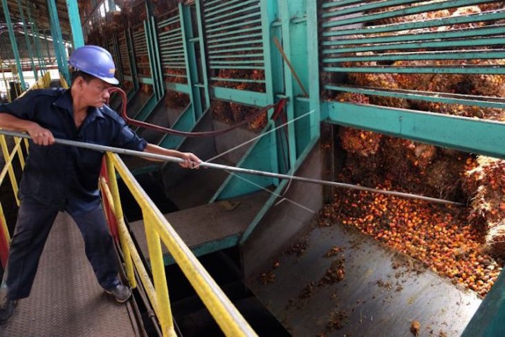 Harga cpo di Jambi naik Rp374 per kilogram