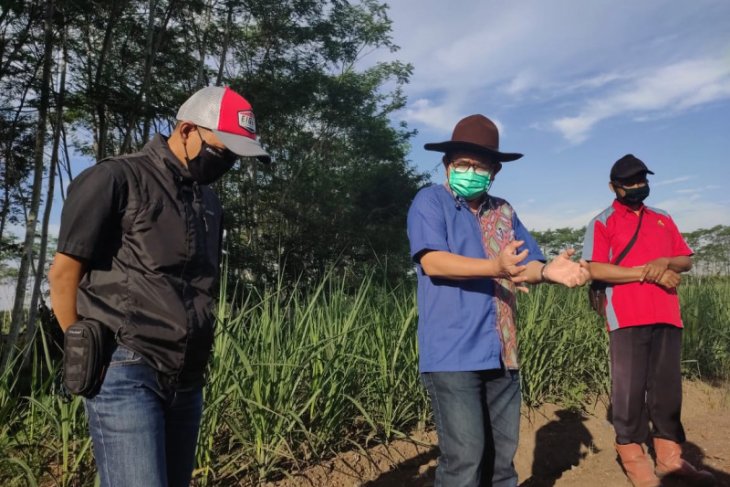 PTPN XI pastikan kecukupan bahan baku tebu untuk musim giling 2020
