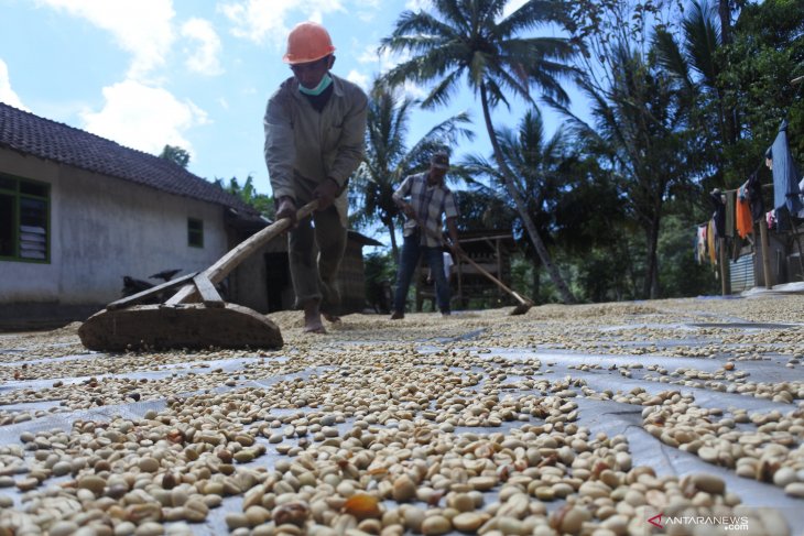 Harga kopi arabika turun