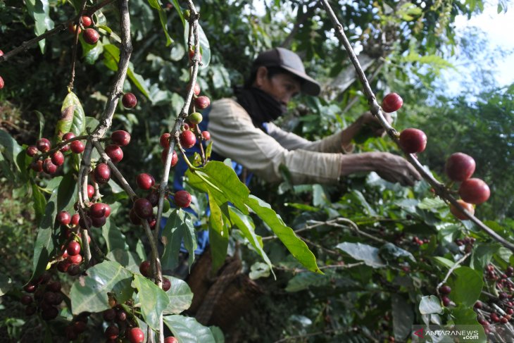 Harga kopi arabika turun