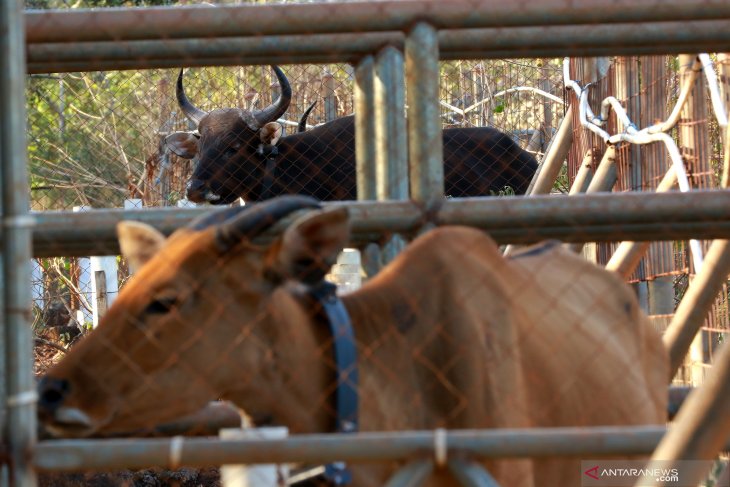 Populasi banteng TN Baluran