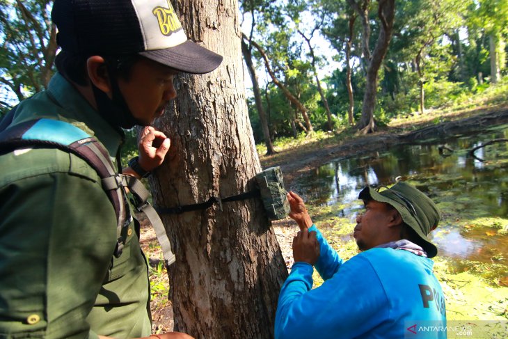 Pantau populasi banteng di TN Baluran