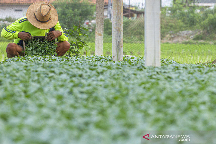 Pembibitan tanaman sayur di Karawang 