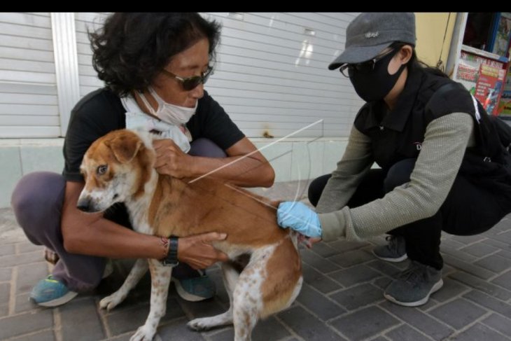 Vaksinasi rabies saat normal baru