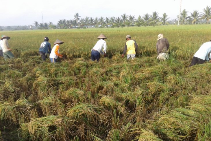 Cegah Masalah Gizi Anak Kalbar Gencarkan Penanaman Padi Inpari Ir Nutri Zinc Antara News Banten