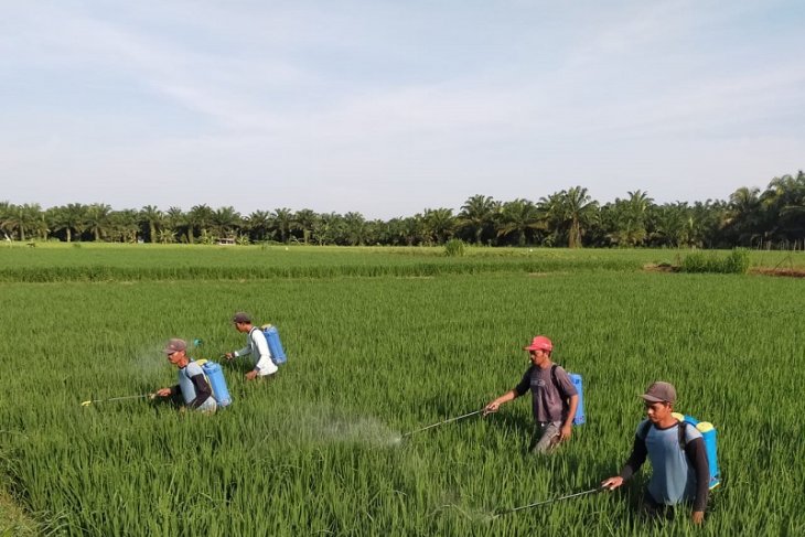 Belasan hektare tanaman padi di Mukomuko terserang ulat