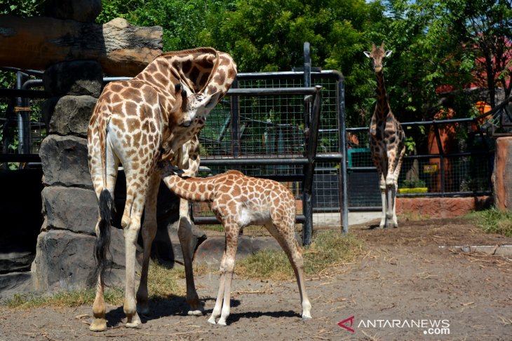 Bayi jerapah Maharani Zoo