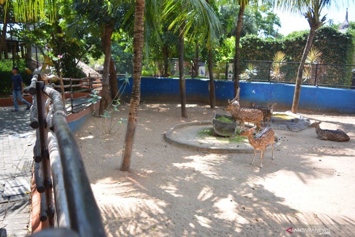 Maharani Zoo mulai buka kembali