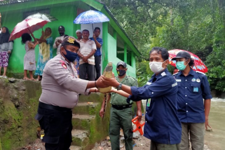 BKSDA Maluku terima buaya dari warga Negeri Larike