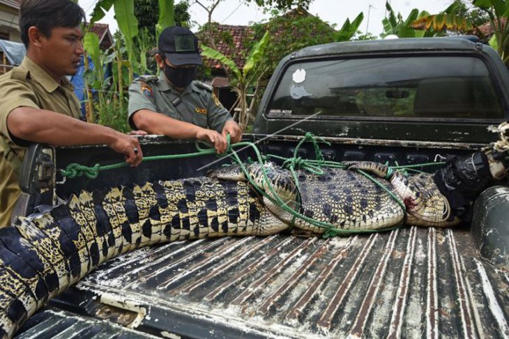 BKSDA TANGKAP BUAYA MUARA