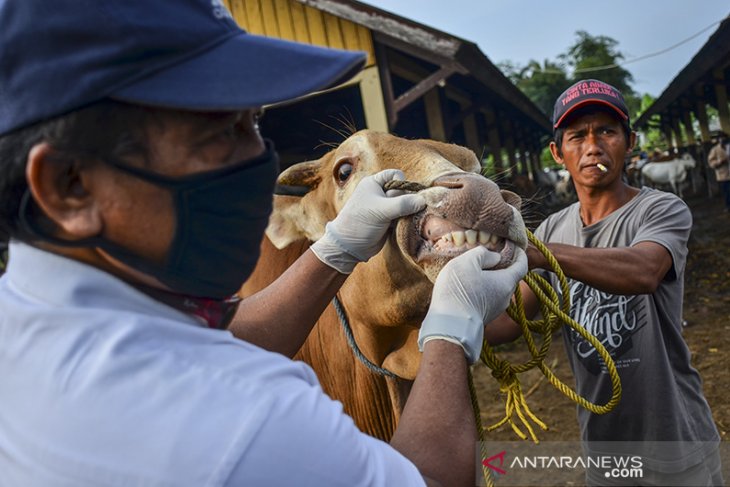 Pengembangan sapi pasundan 