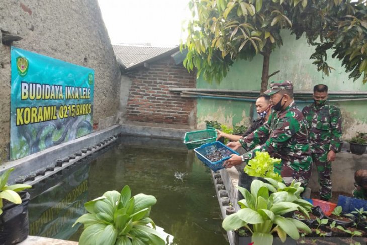 Di tengah pandemi COVID-19, prajurit TNI kembangkan budidaya lele