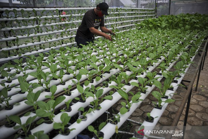 Ketahanan pangan di lingkungan RW 