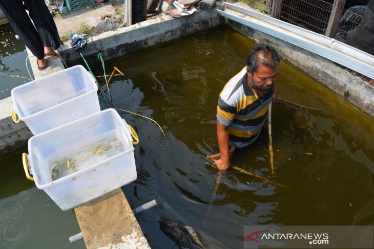 Budidaya ikan koi kawari di Jombang 