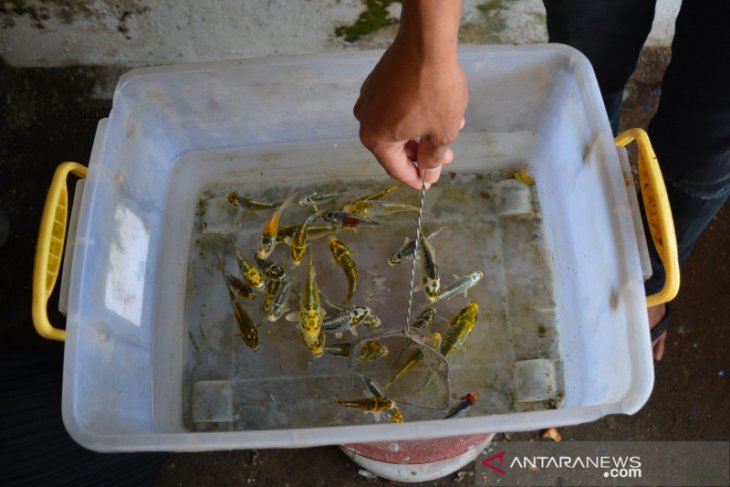 Budidaya ikan koi kawari di Jombang 