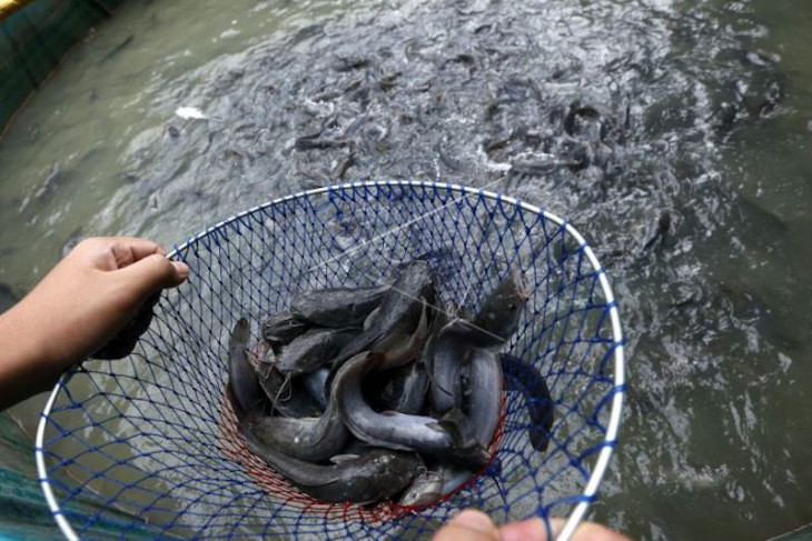 Pemkab Musi Banyuasin sinergikan program dengan swasta penuhi kebutuhan bibit ikan unggul