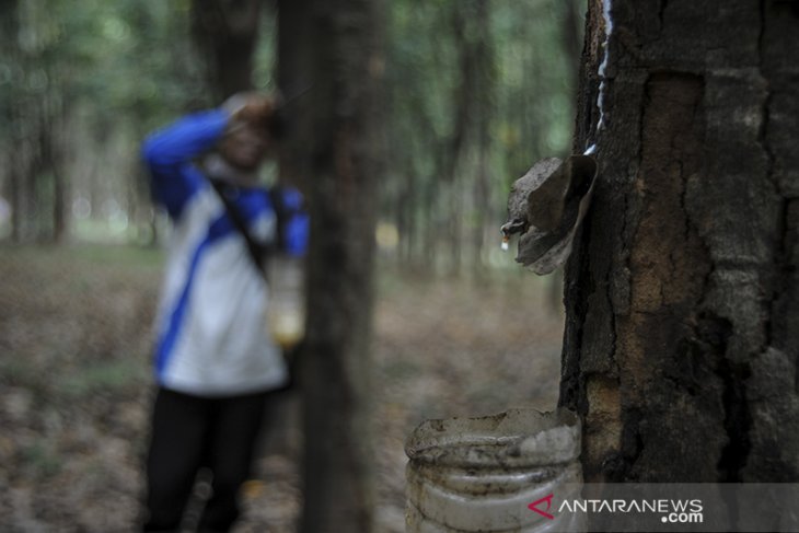 Produksi karet alam 