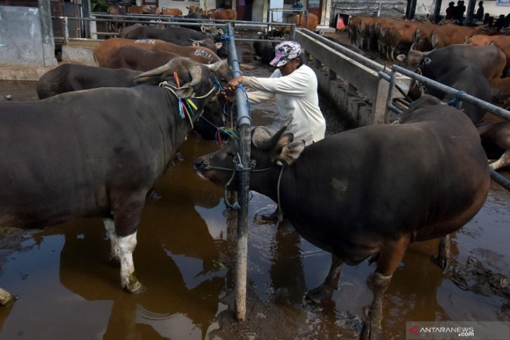 Undiksha siap kembangkan Sapi Bali lewat MoU