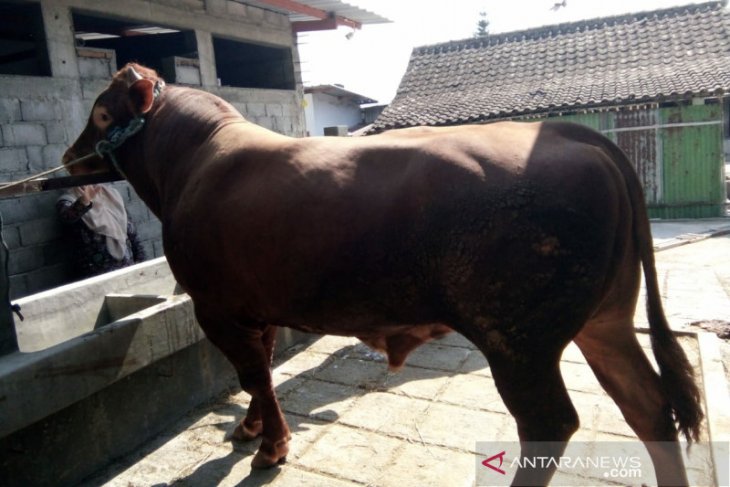 Presiden Jokowi sumbangkan dua ekor sapi untuk Surakarta