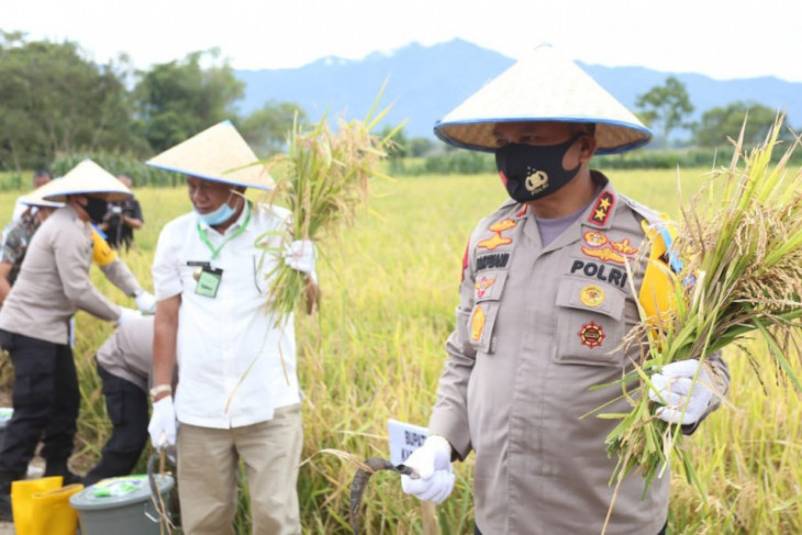 Kapolda Sumut panen raya padi bersama masyarakat di Kabupaten Toba