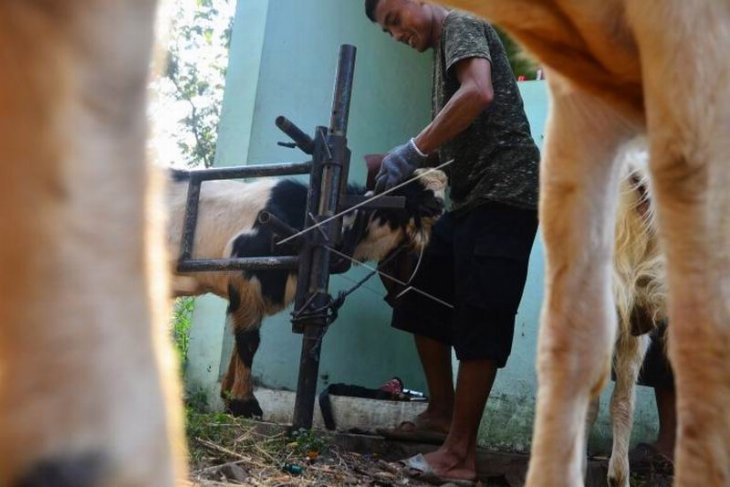 Jasa salon kambing