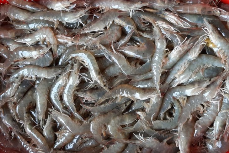 KKP akan bangun model klaster tambak udang nasional di Aceh Timur