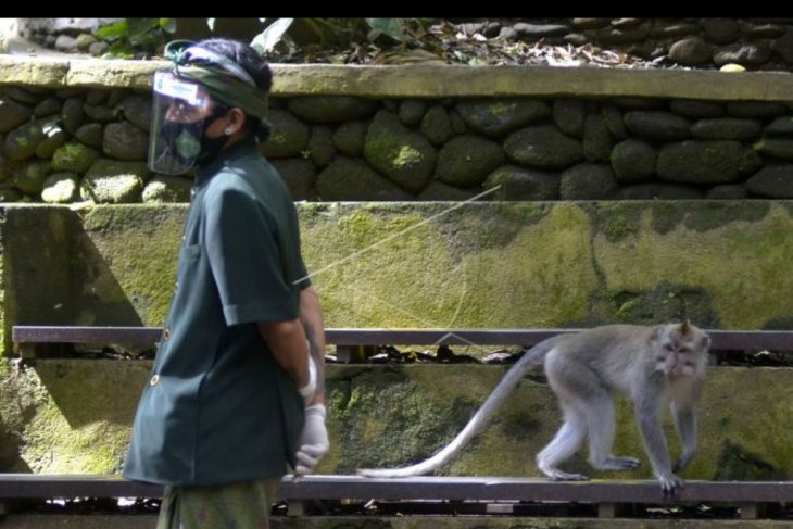 Monkey Forest Ubud bersiap adaptasi kebiasaan baru