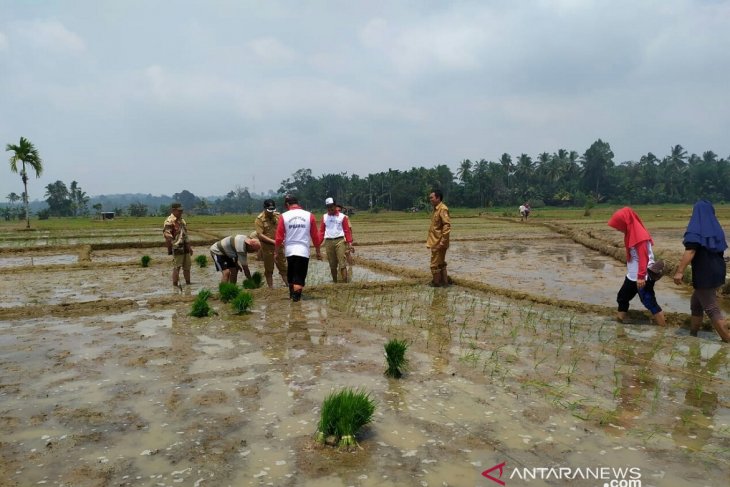 Mayoritas tanaman padi di Mukomuko terserang jamur